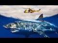What If MEGALODONS Were Still ALIVE?
