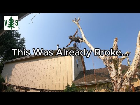 Removing a Tree Near Houses - YouTube