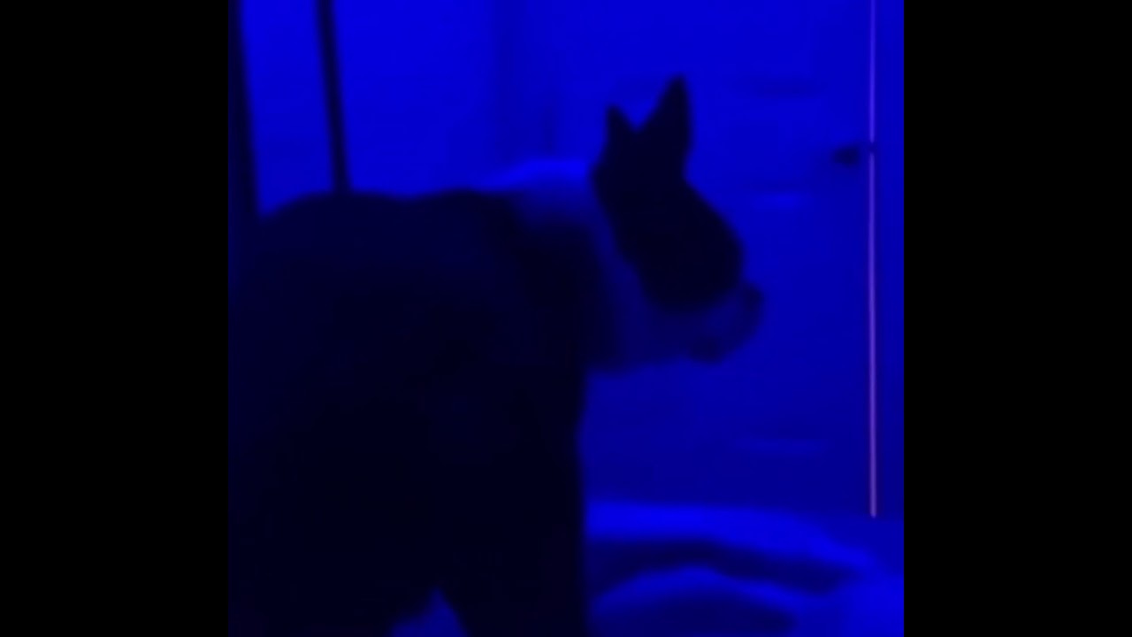 Dog sneezes and nods head (dog sneezes are you good) dog sneezes you good