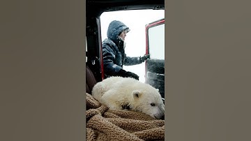 Helpless Polar Bear Baby | A Frozen Little Life in the Arctic #shorts #rescue #arctic #rescueanimals