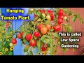 How To Grow Tomatoes In Vertical Hanging Bottles || Smart use of 5 Ltr. Can or Jar