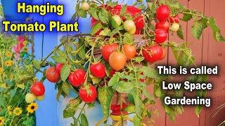 How To Grow Tomatoes In Vertical Hanging Bottles || Smart use of 5 Ltr. Can or Jar