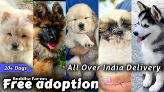 Free Dog Adoption *husky chowchow labrador gsd goldenretriever canecorso shihtzu pug * 🔥20+dogs🔥