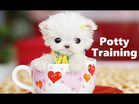 How To Potty Train Teacup Puppies - Teacup Puppy House ...