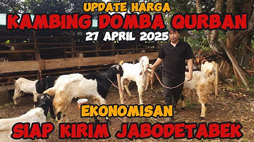 Thumbnail of REVIEW HARGA PROMO KAMBING DOMBA QURBAN 2025 TERBARU EKONOMIS JUMBO ADA SEMUA