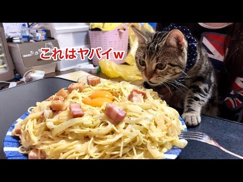 超デカ盛りカルボナーラの匂いに耐えられず邪魔しに来てしまった猫w