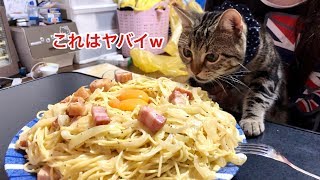 超デカ盛りカルボナーラの匂いに耐えられず邪魔しに来てしまった猫