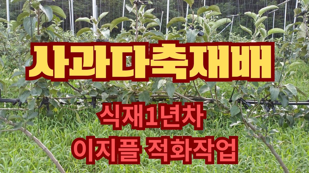 사과 재배 방법(사과다축재배 , 1년차 이지플  적화작업)