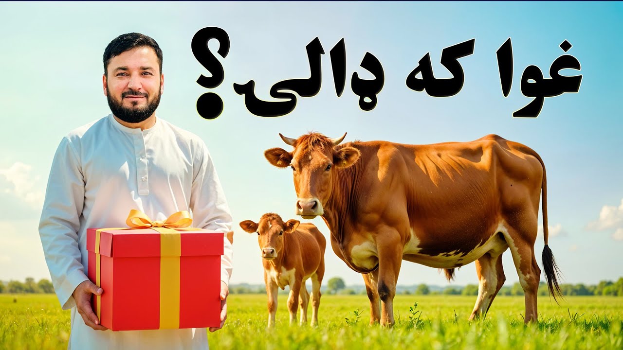 تلاسیمیا ناروغۍ ځپلې کورنۍ ته د کور او غوا ارزښتناکه مرسته🤝😊 | Qamar Foundation