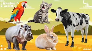 Wild Animal Sounds In Peaceful: Duck, Deer, Sheep, Puppy, Turkey, Turtle - Animals sound