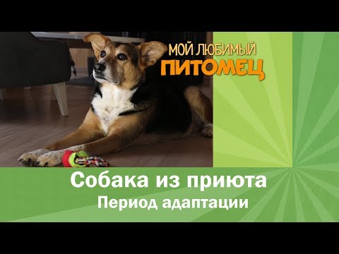 Что делать с собакой из приюта? Она скулит, грызет вещи, капризничает.