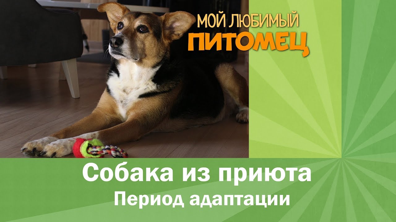 Собака грызет печку