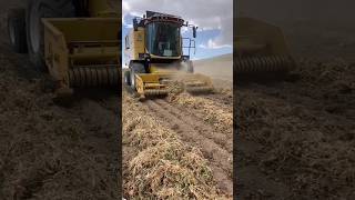 Harvesting Beans With A Combine Harvester
