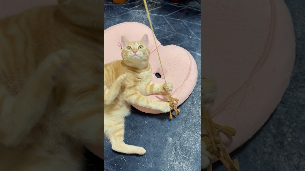 天真爛漫な茶トラ猫ササミ