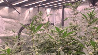 White  Wedding :  Gorilla Glue #4:  White Runtz: Cherry Cosmo Flowering 24 days