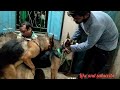 German Shepherd dog#mating