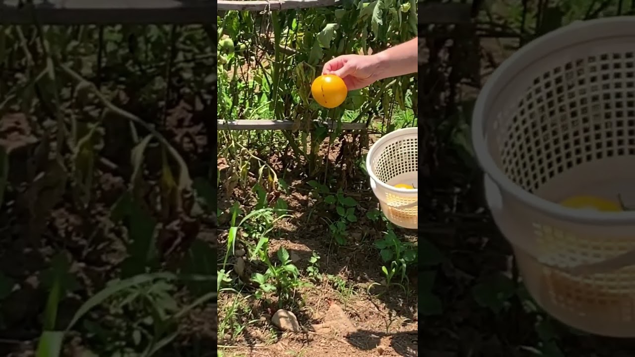 Harvesting Lemon Boy Tomatoes