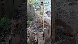 Tanam hasil cangkok Anring putri💪#bonsai#antingputri#sisho_bonsai_86