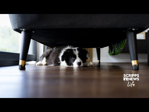 Keeping your pets safe for the Fourth of July