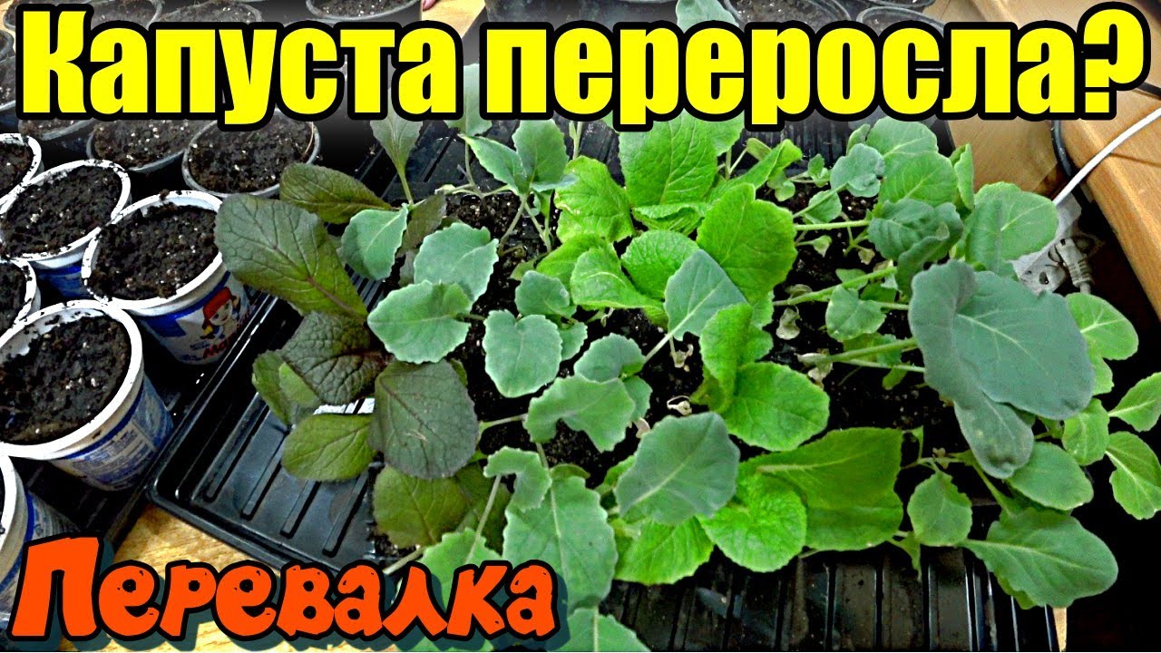 Перевалка розсади капусти, обзор розсади томатів, перцю та баклажанів.