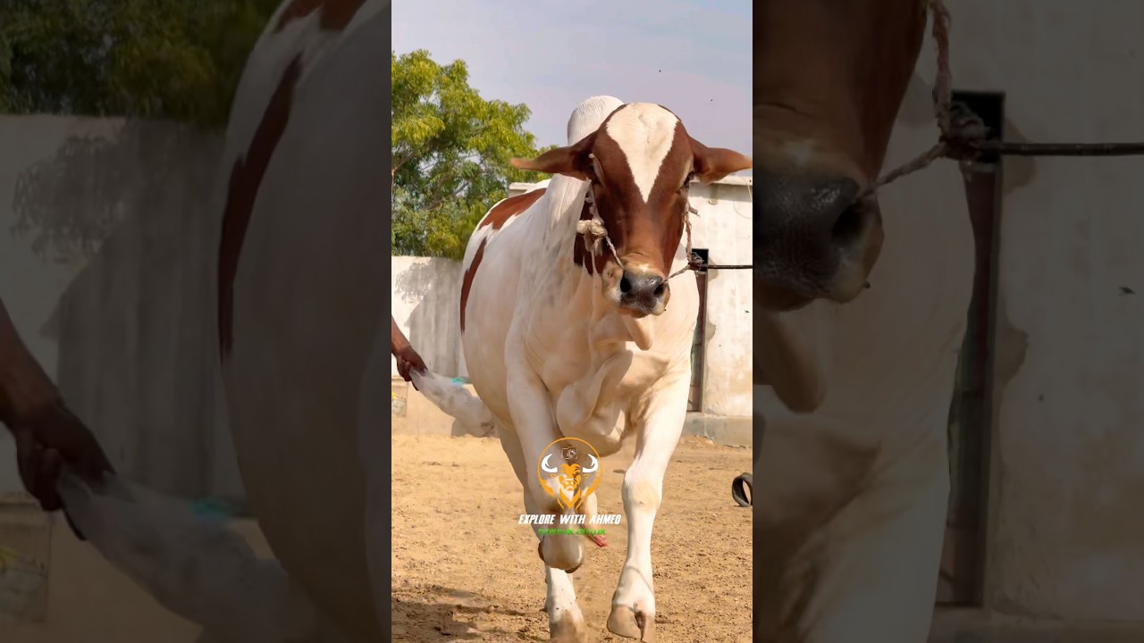 Karachi Cow Mandi😍Jameel Memon Mandi | Malir Cow Mandi |Multan Mandi 