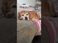 Chewy says “Happy Friday”