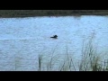 Croc attacks baby buffalo Sri Lanka