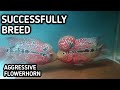 BREEDING AGGRESSIVE FLOWERHORN (english subtitle)