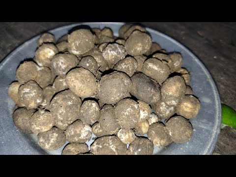 Wild Truffles Mushroom Recipe Cooking Ruguda Forest Mashroom Cooking By Tribal People In Village