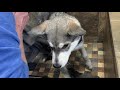 Husky puppy gets a bath at Pet Valu