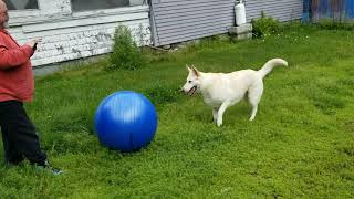 white shepherd vs yoga ball by allcon83 109 views 2 years ago 4 minutes, 19 seconds