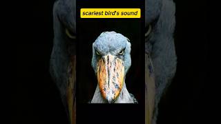 Scariest Bird's Sound #shorts #factzzverse #facts