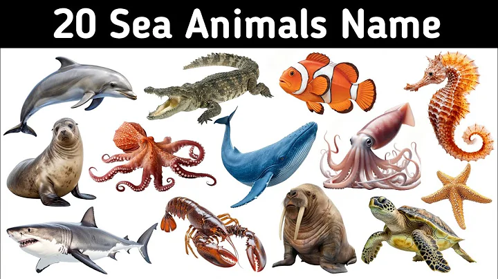 20 Sea Animals for Kids | Learn Ocean Animal Names in English with Pictures | Kids Education Guide 