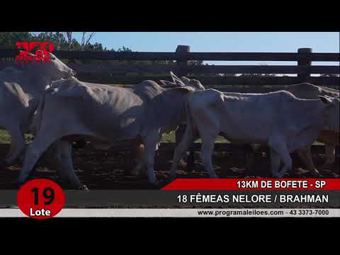 LOTE 019