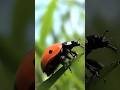 Coccinelle portebonheur nature animal omg insectes animaux