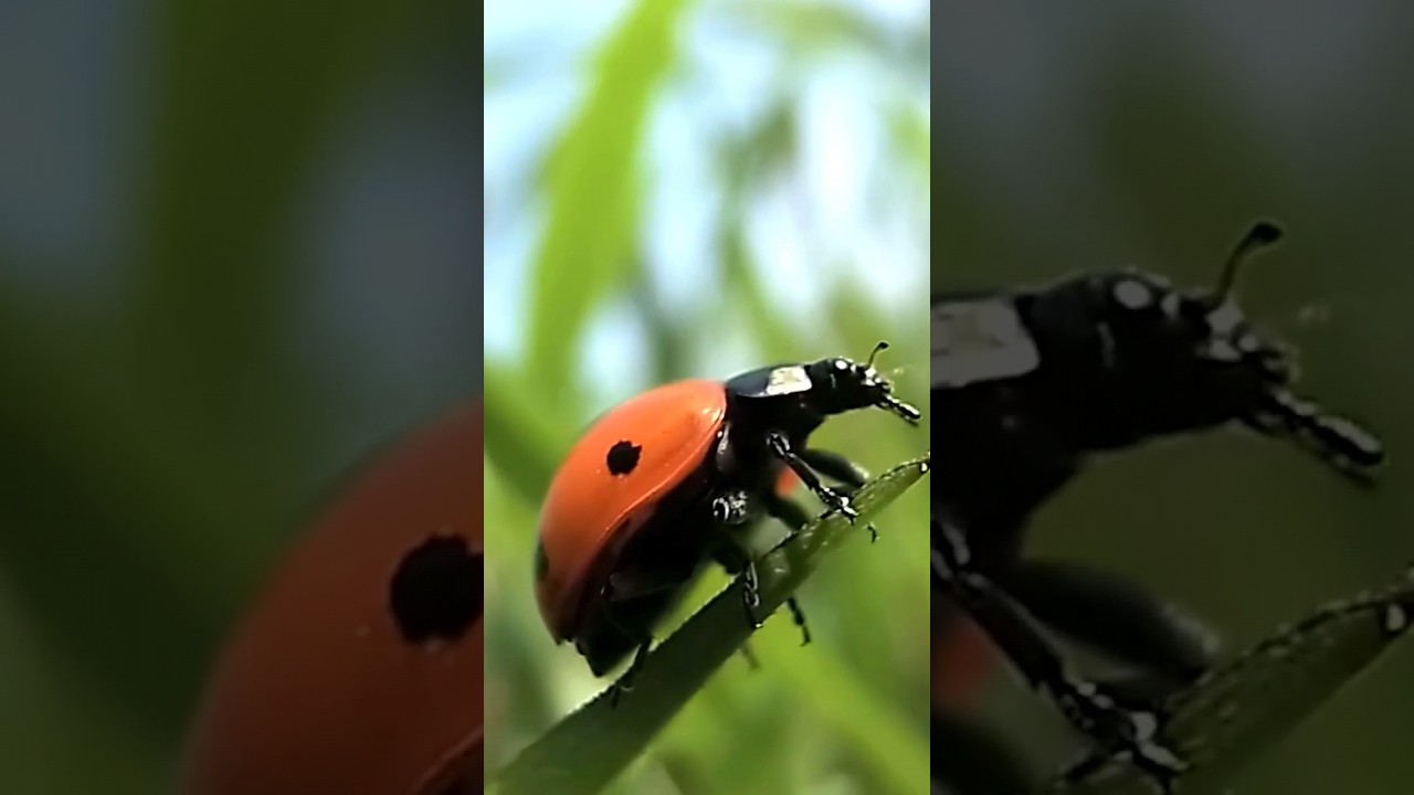 Coccinelle Porte-Bonheur #nature #animal #omg #insectes #animaux