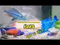 Bingung Kelompok Haps di Cichlid?? apa itu???