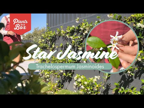 Video: Apa yang Anda beri makan trachelospermum jasminoides?