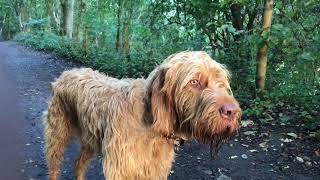 Wirehaired Vizsla meets Horses. No Music. Walks in the Woods