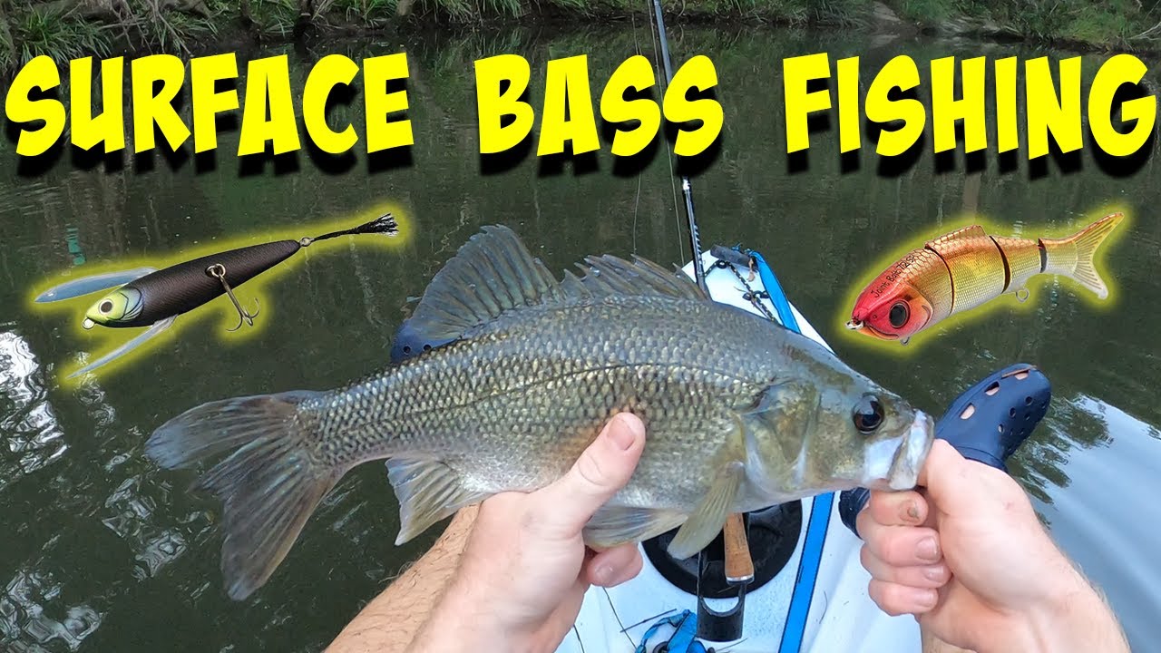 SURFACE FISHING For Creek Dwelling AUSTRALIAN BASS!