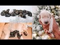 MY GOLDENDOODLE HAD PUPPIES | delivery story, puppy update & more