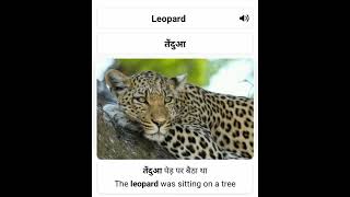 Leopard meaning in hindi | Visual Meaning | Word Meaning | Pronunciation | Sentence Making | #shorts