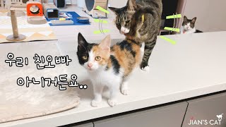 [Eng Sub]Brother cat protects adopted Kitten.
