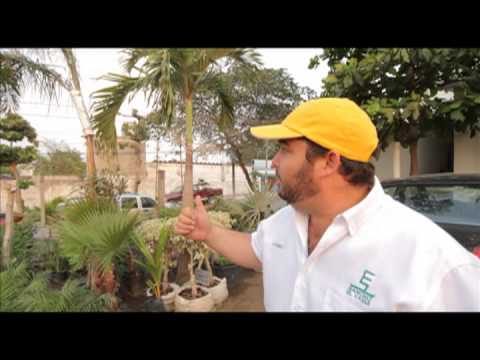 Video: Información de la palmera Waggie: cuidado de las palmeras Waggie en el paisaje