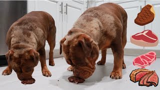 MY BULLDOG EATS BEEF | SHE ATE IT ALL | OLDE ENGLISH BULLDOG 🐶