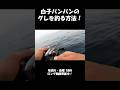 白子パンパンのメジナを釣る方法！