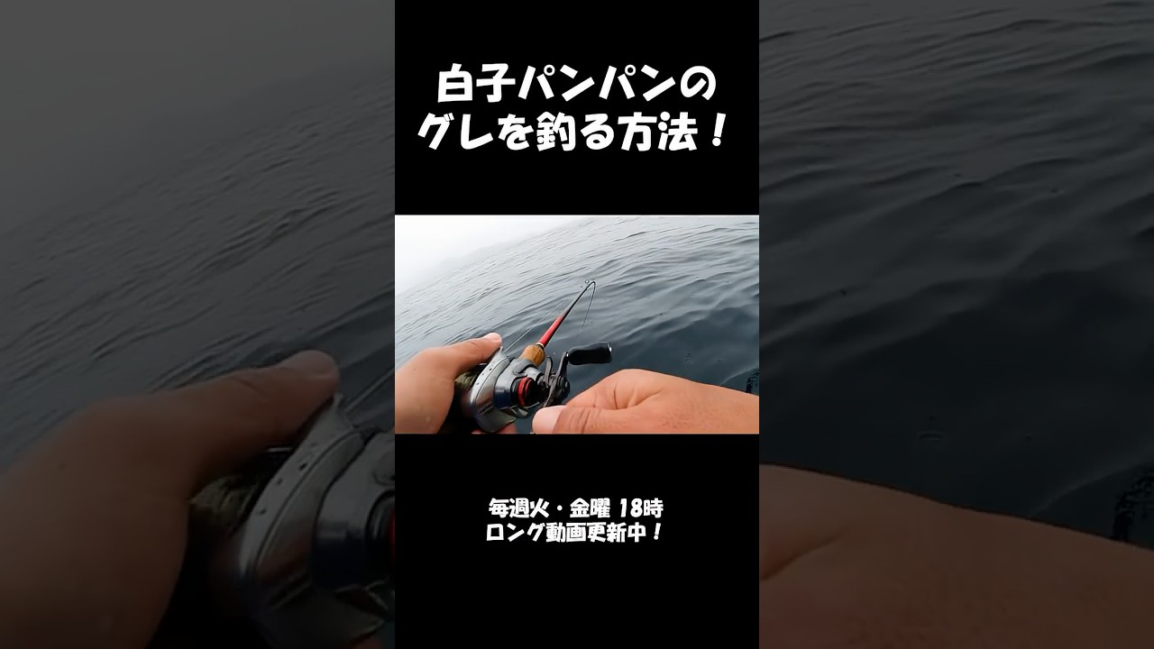 白子パンパンのメジナを釣る方法！