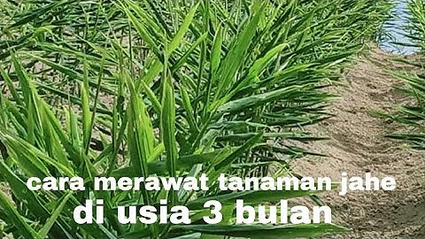 CARA MERAWAT JAHE EMPRIT DI USIA 3 BULAN RAGAM TANI07