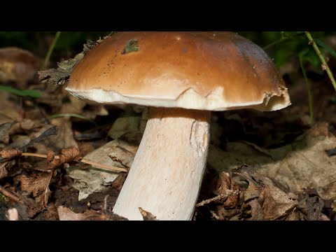 Video: Hvornår Og Hvor Vokser Boletus