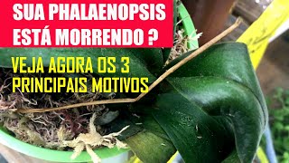 Minha Orquídea Phalaenopsis Está Morrendo - thptnganamst.edu.vn